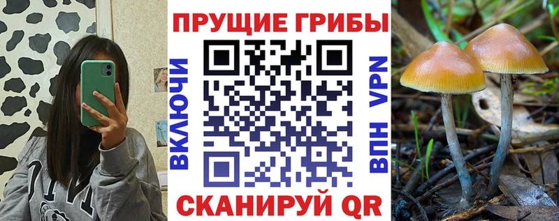 Галлюциногенные грибы Psilocybe Киренск